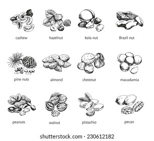 twelve kinds of nuts. vector sketches. handmade