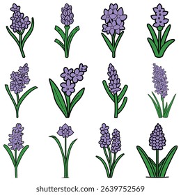 Twelve stylized vector illustrations feature purple hyacinth flowers with green leaves arranged on a plain white background, showcasing various forms and floral arrangements.