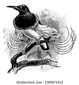 980 Gambar Sketsa Burung Cendrawasih Terbaik