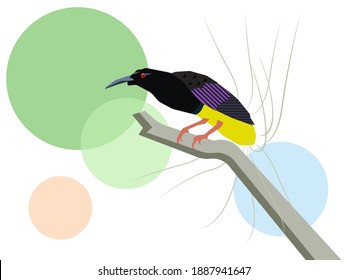 Pájaro de 12 cables de Paraíso Sencillo Vector Art Marco de pared