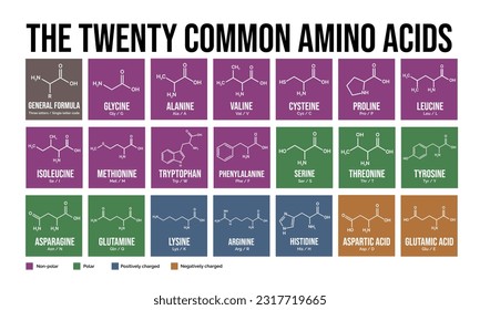 The twenty common amino acids