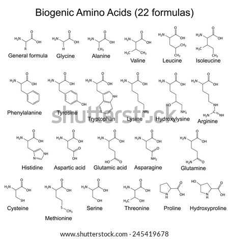 Twenty two biogenic amino acids - chemical formulas, 2d illustration, vector, eps 8