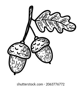 Twig with acorns and oak leaf isolated on a white background. Vector hand-drawn illustration in doodle style. Perfect for autumn designs, cards, logo, decorations.