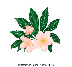 twig of Apple tree with flowers and hemp