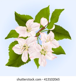 Twig of apple tree with flowers vector illustration  