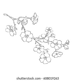 twig apple-tree blossoms. Vector illustration. Black outline