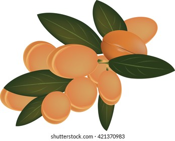 twig of argan seeds