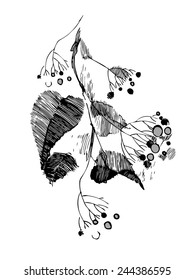 Twig with berries