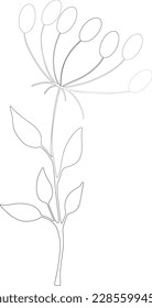 A twig with berries, drawn with a black outline. Vector file for designs.