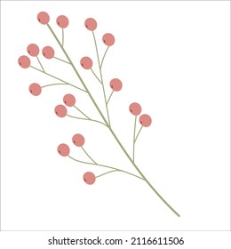 Twig with berrys on a white background.