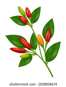 Twig Of Bird's Eye Chili Pepper Plant With Red, Orange And Green Pods And Leaves. Realistic Vector Illustration. White Background.