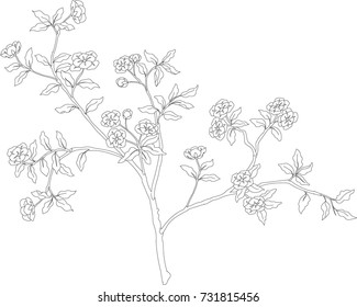 twig with blossoming flowers and leaves. vector image online art on a white background