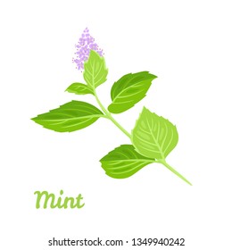 Twig blossoming mint isolated on white background. Fresh green peppermint leaves. Vector illustration of a medicinal plant in cartoon simple flat style.