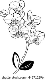 twig blossoming orchids