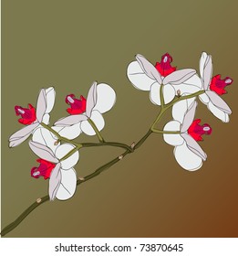 twig blossoming orchids on a background