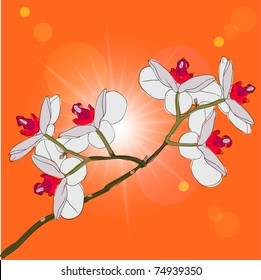 twig blossoming orchids on a background