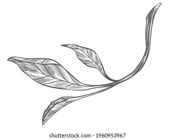 Twig of branches or shrubs, isolated icon of tender leaf, botanic biodiversity. Forest or woods, botany and spring blooming. Exotic flora and sapling. Monochrome sketch outline. Vector in flat style