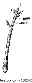 A twig of cherry having different buds. One of them is pointed bud while other one is flower bud, vintage line drawing or engraving illustration.