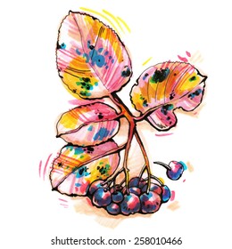 twig chokeberry on a white background/ rowan/ marker sketch/ vector illustration