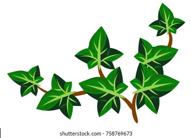 twig of a climbing ivy plant
