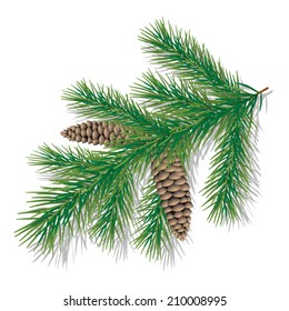 Twig with cones isolated on white. Vector illustration