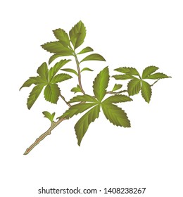 Twig decorative shrub colorful green leaves on a white background vintage vector illustration editable Hand draw