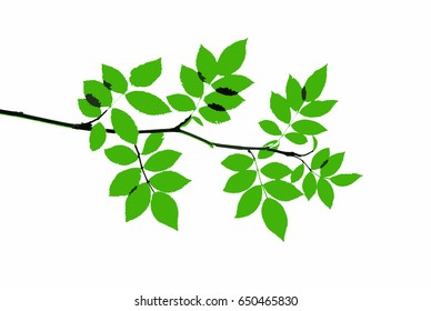 Twig of dog rose isolated on white vector illustration, vector illustration