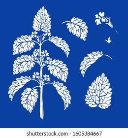 Twig and elements of Melissa-leaves and flower. White silhouette on blue.
Vector illustration.
Melissa leaves use in medicine, pharmaceutics, cosmetology, cooking, essential oils, aroma product.