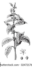 Twig flower coffee and fruit, vintage engraved illustration. Industrial encyclopedia E.-O. Lami - 1875.
