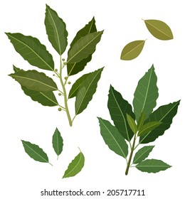 twig fresh bay leaf herb isolated set svg