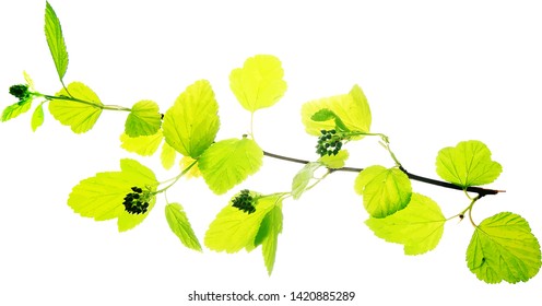 Twig of garden bush with yellow leaves isolated on white vector illustration