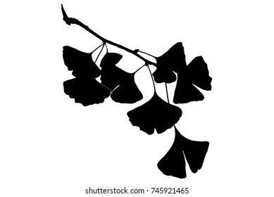 Twig of ginkgo biloba tree isolated on white, vector illustration