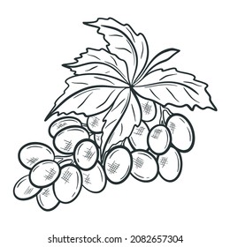 Twig grapes with leaf, isolated object. Handmade sketch grape. Hand drawn engraving vintage berries, vector illustration
