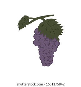 Twig of grapes on a white background. Colorful illustration in doodle style. Tasty and healthy berries from which wine is made vector 