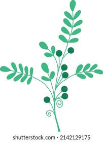Una rama con hojas verdes y bayas verdes. Archivo vector.