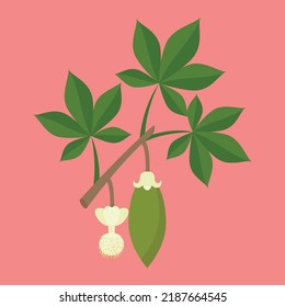 Twig with growing chestnuts, illustration