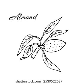 Twig of hand-drawn almond nut with leaves. Isolated hand-drawn illustration on a white background. 