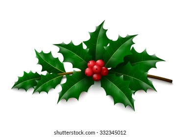Twig of Holly with leaves and berries on white background. Vector illustration.