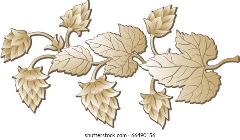 The  twig of hop