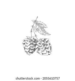 Twig with hop cones for beer brewery and hop plant ingredients, hand drawn sketch vector illustration isolated on white background. Hop botanical monochrome image.