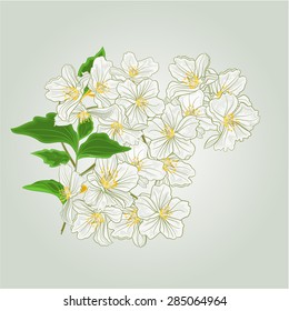 Twig of jasmine blossoms of spring vector illustration 