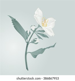 Twig jasmine flower and buds vector illustration