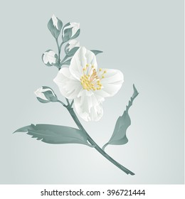 Twig jasmine flower and buds vector illustration