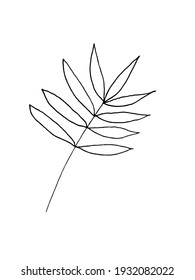 twig with leaf on white background