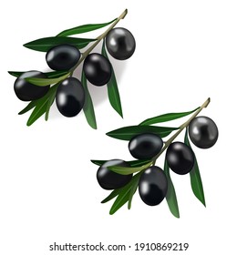 
Twig with leaves and black olives with and without shadow