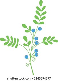 A twig with leaves and blue berries. Vector file.