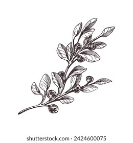 Twig with leaves and blueberries, wild, forest berries, autumn. Graphic botanical illustration hand drawn in brown ink. Isolated object