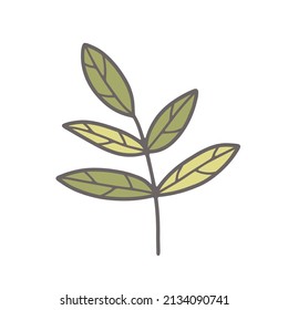 A twig with leaves in a doodle style. Vector isolated illustration.
