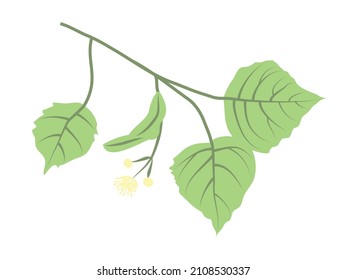 Una rama con hojas y flor de tilo. Ilustración de color vectorial aislada en fondo blanco. 