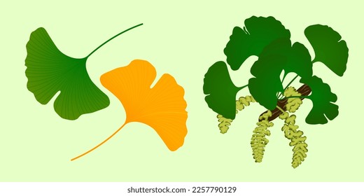 Twig with leaves of ginkgo biloba. Vector color illustration on white background.